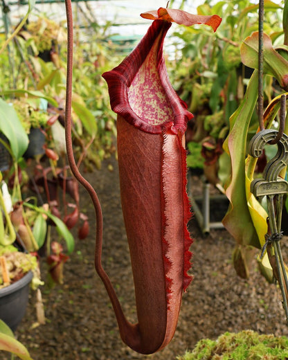 N. densiflora x robcantleyi – assorted clones: BE-3573 *Pre-Order*