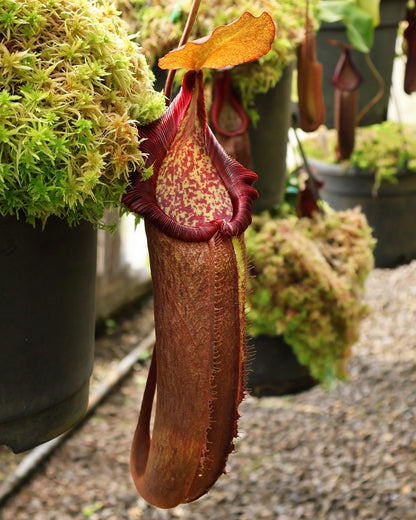 N. densiflora x robcantleyi – assorted clones: BE-3573 *Pre-Order*
