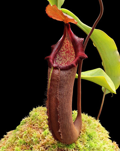 N. densiflora x robcantleyi – assorted clones: BE-3573 *Pre-Order*