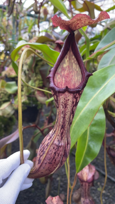 N. boschiana - Gng Sakumpang - assorted clones: BE-3643