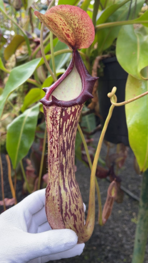 N. boschiana - Gng Sakumpang - assorted clones: BE-3643 *Pre-Order*