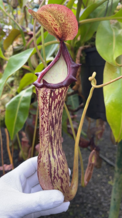 N. boschiana - Gng Sakumpang - assorted clones: BE-3643 *Pre-Order*