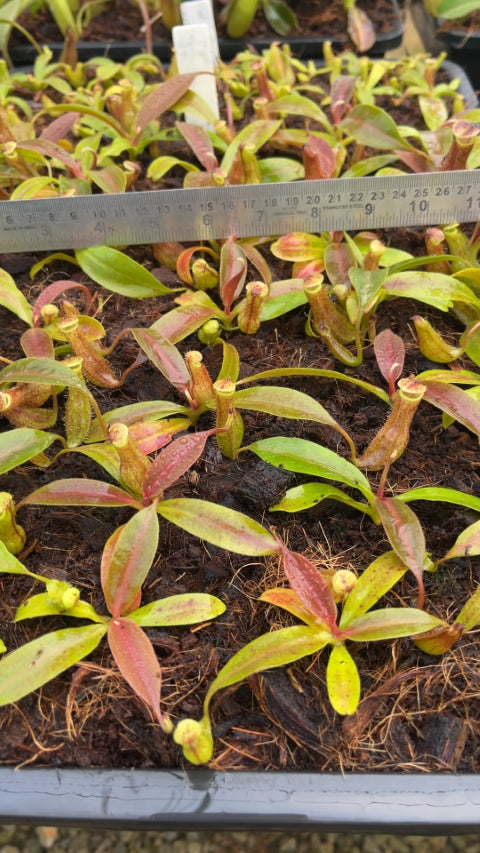 N. boschiana - Gng Sakumpang - assorted clones: BE-3643 *Pre-Order*