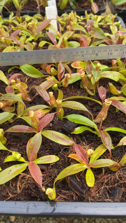 N. boschiana - Gng Sakumpang - assorted clones: BE-3643 *Pre-Order*