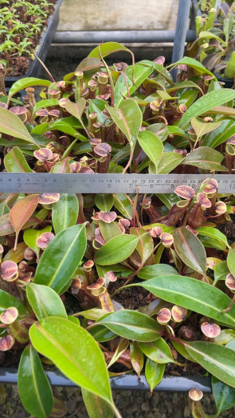 N. boschiana - Gng Sakumpang - assorted clones: BE-3643 *Pre-Order*