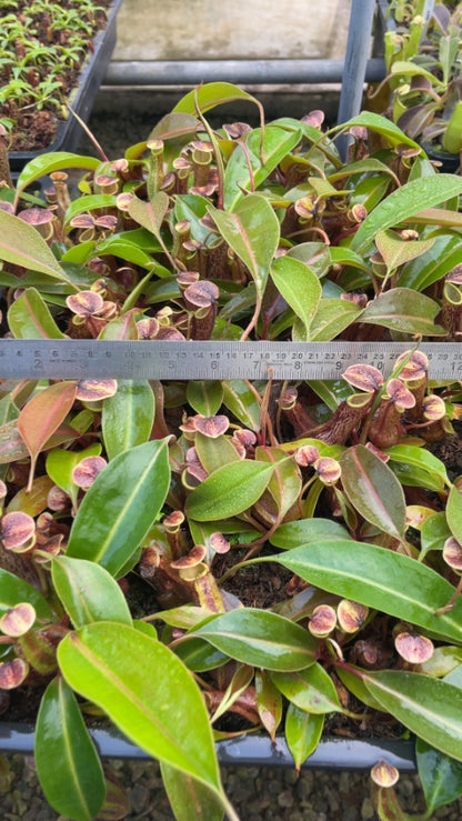 N. boschiana - Gng Sakumpang - assorted clones: BE-3643 *Pre-Order*