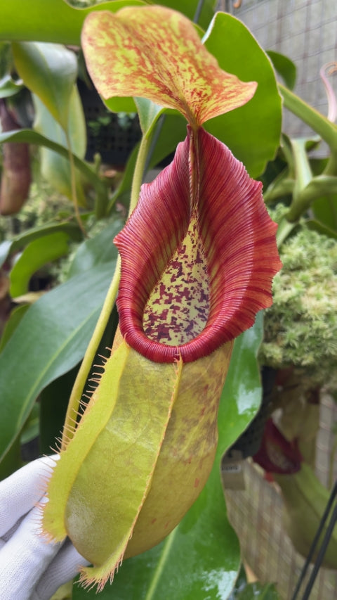 N. spathulata x veitchii: BE-3648 *Pre-Order*
