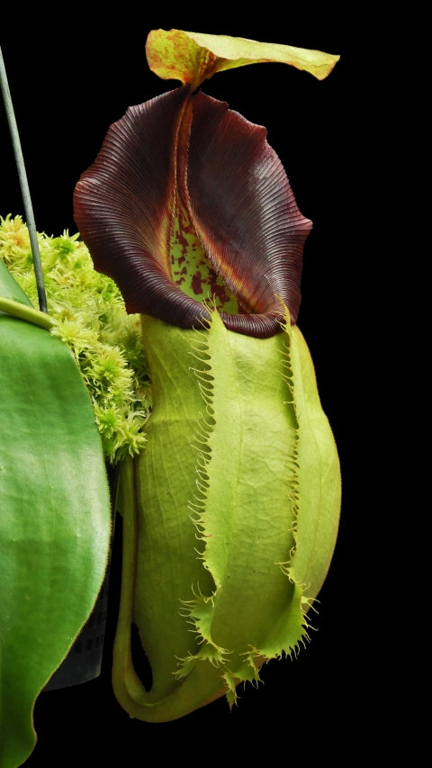 N. spathulata x veitchii: BE-3648 *Pre-Order*