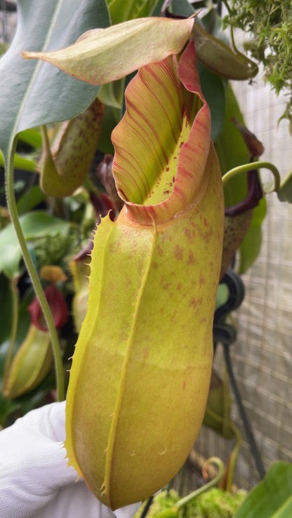 N. spathulata x veitchii: BE-3648 *Pre-Order*