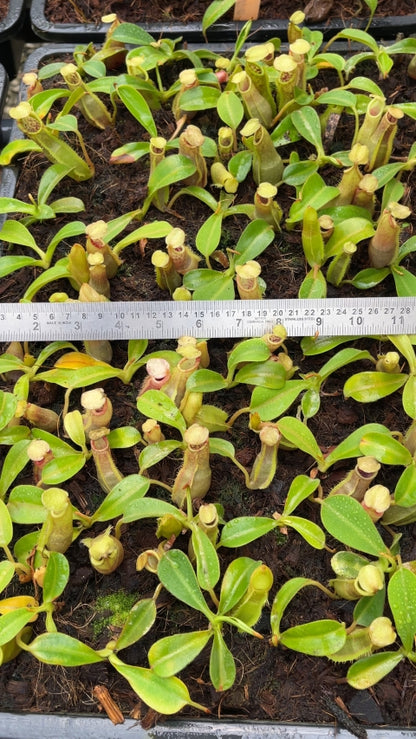 N. spathulata x veitchii: BE-3648 *Pre-Order*