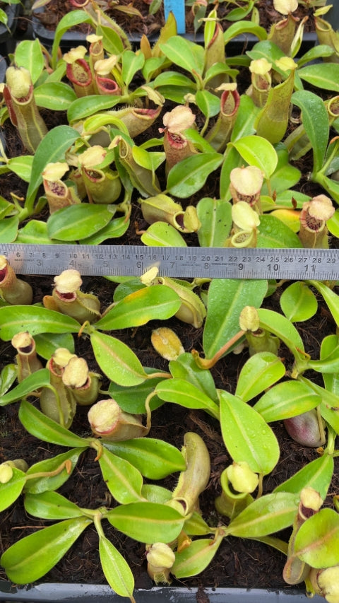 N. spathulata x veitchii: BE-3648 *Pre-Order*