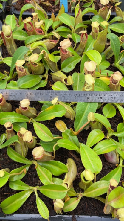 N. spathulata x veitchii: BE-3648 *Pre-Order*