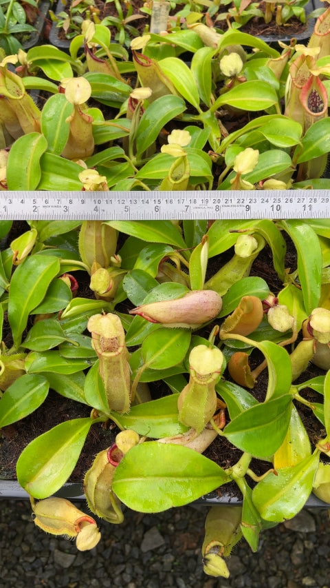 N. spathulata x veitchii: BE-3648 *Pre-Order*