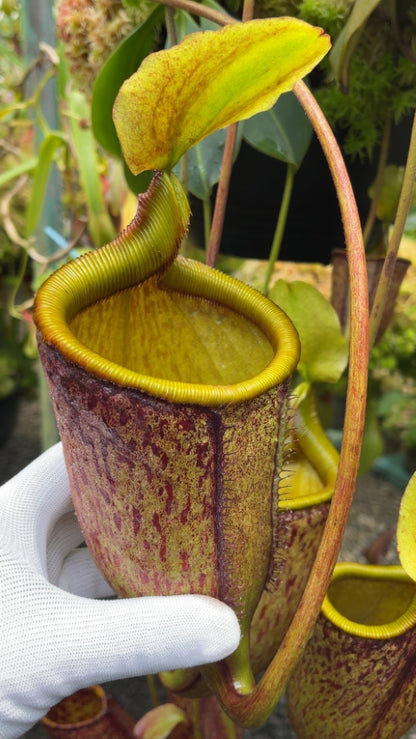 N. palawanensis: BE-3651