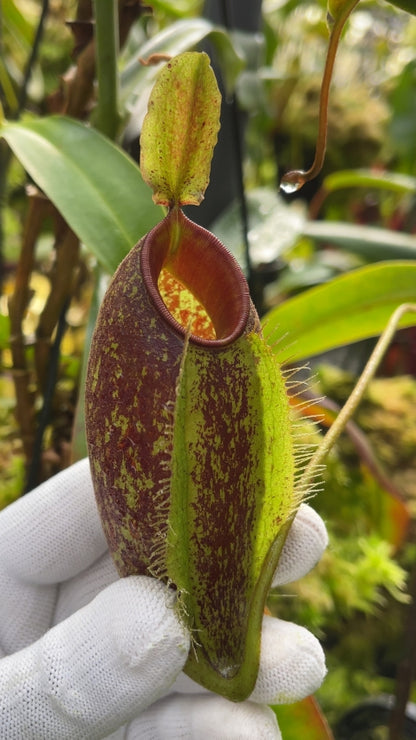 N. ampullaria x aristolochioides – selected speckled clone: BE-3658
