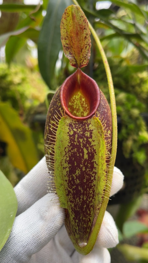 N. ampullaria x aristolochioides – selected speckled clone: BE-3658 *Pre-Order*