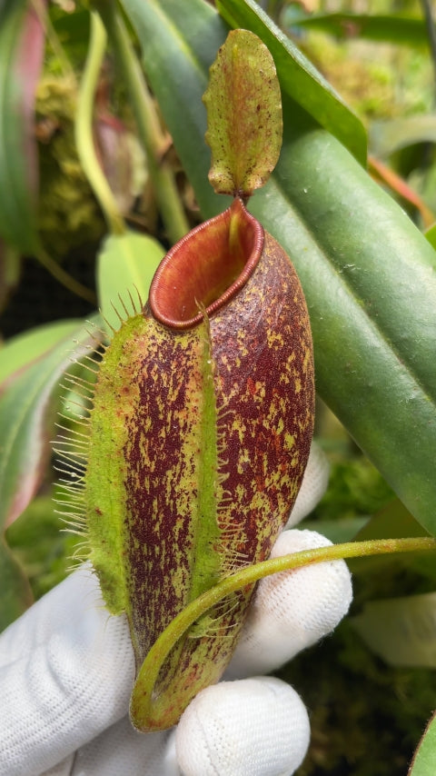 N. ampullaria x aristolochioides – selected speckled clone: BE-3658 *Pre-Order*