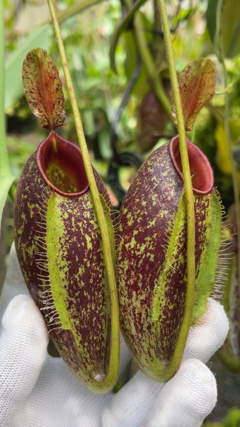 N. ampullaria x aristolochioides – selected speckled clone: BE-3658 *Pre-Order*