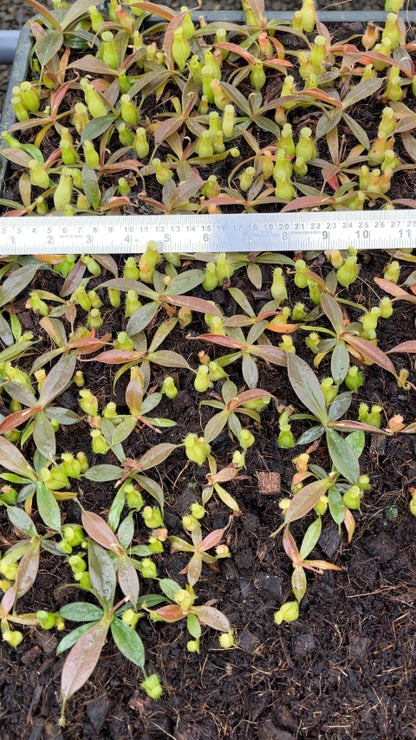 N. ampullaria x aristolochioides – selected speckled clone: BE-3658 *Pre-Order*