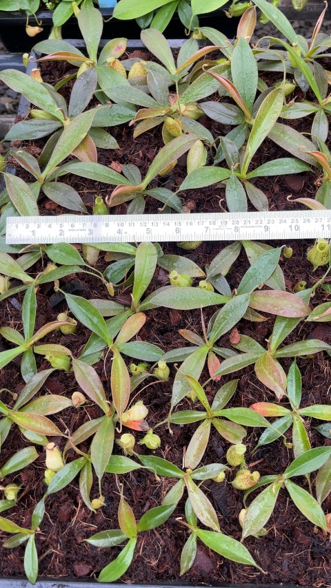 N. ampullaria x aristolochioides – selected speckled clone: BE-3658 *Pre-Order*