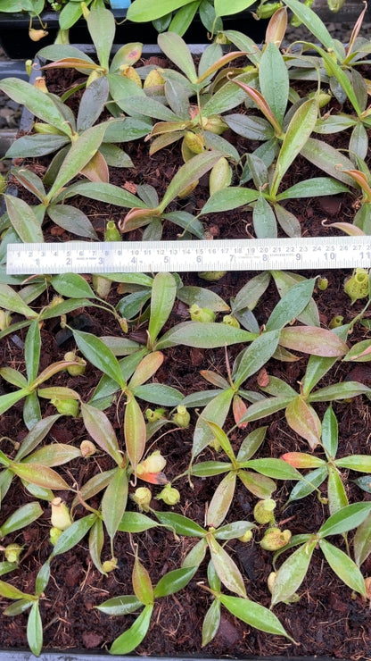 N. ampullaria x aristolochioides – selected speckled clone: BE-3658 *Pre-Order*