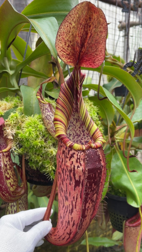N. spectabilis x veitchii - assorted clones: BE-3664
