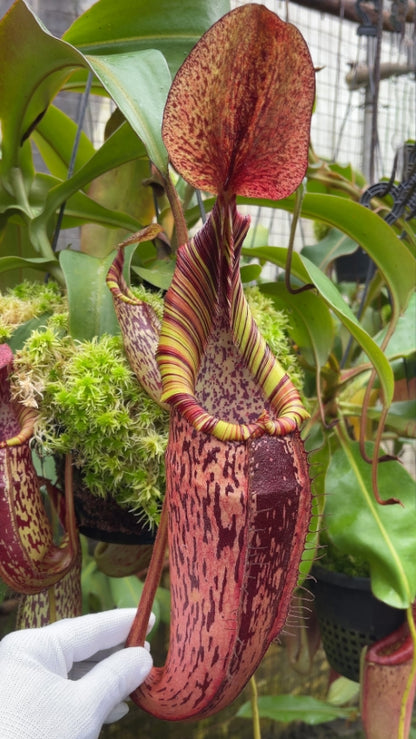 N. spectabilis x veitchii - assorted clones: BE-3664