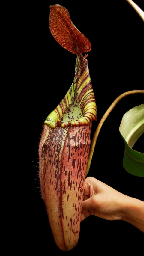 N. spectabilis x veitchii - assorted clones: BE-3664 *Pre-Order*