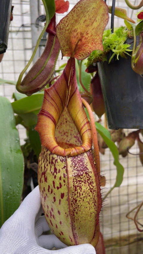 N. spectabilis x veitchii - assorted clones: BE-3664 *Pre-Order*