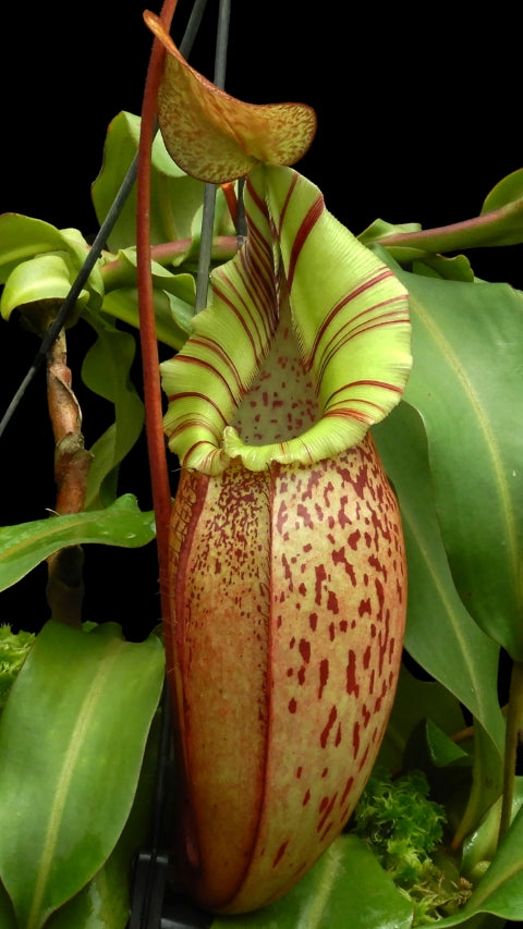 N. spectabilis x veitchii - assorted clones: BE-3664 *Pre-Order*