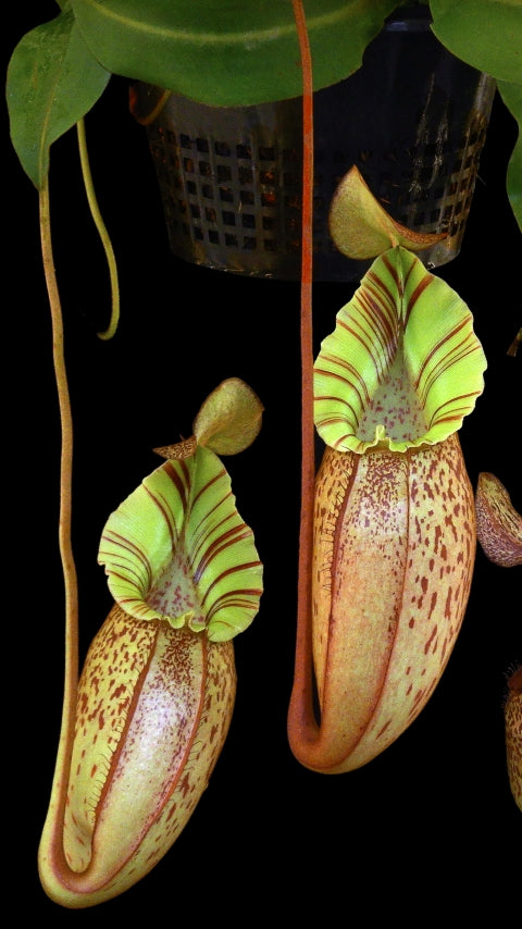 N. spectabilis x veitchii - assorted clones: BE-3664 *Pre-Order*