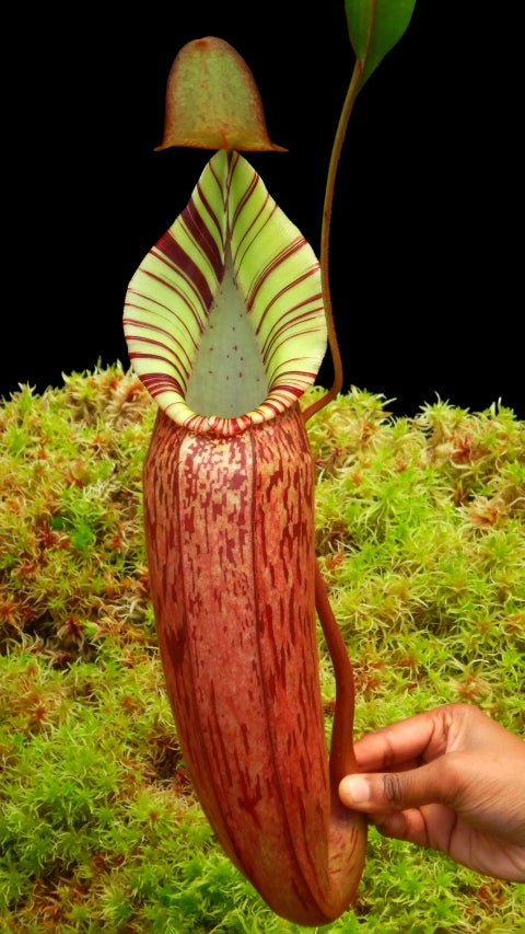 N. spectabilis x veitchii - assorted clones: BE-3664 *Pre-Order*