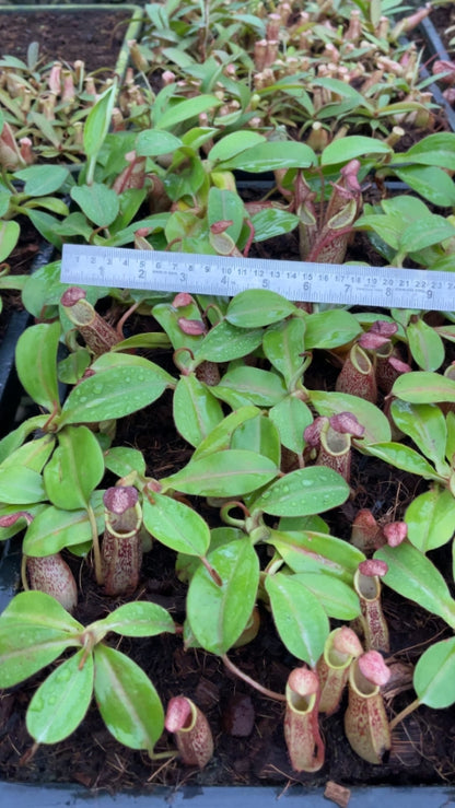 N. spectabilis x veitchii - assorted clones: BE-3664 *Pre-Order*