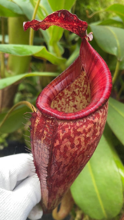 N. talangensis x glandulifera – selected clone: BE-3665