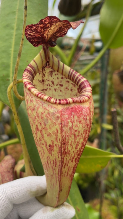 N. talangensis x glandulifera – selected clone: BE-3665 *Pre-Order*