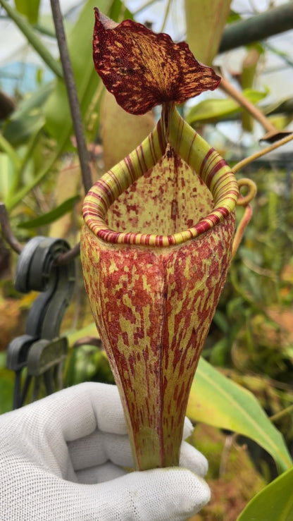 N. talangensis x glandulifera – selected clone: BE-3665 *Pre-Order*