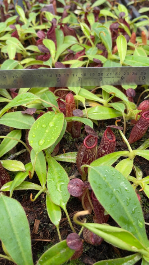 N. talangensis x glandulifera – selected clone: BE-3665 *Pre-Order*