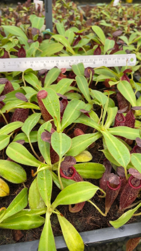 N. talangensis x glandulifera – selected clone: BE-3665 *Pre-Order*