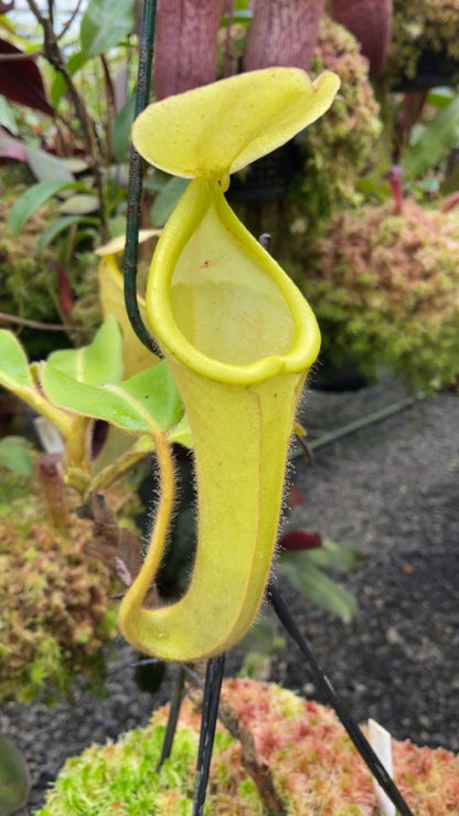 N. chaniana - assorted clones: BE-3673