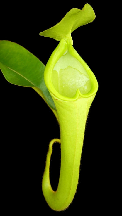 N. chaniana - assorted clones: BE-3673 *Pre-Order*