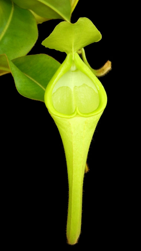 N. chaniana - assorted clones: BE-3673 *Pre-Order*