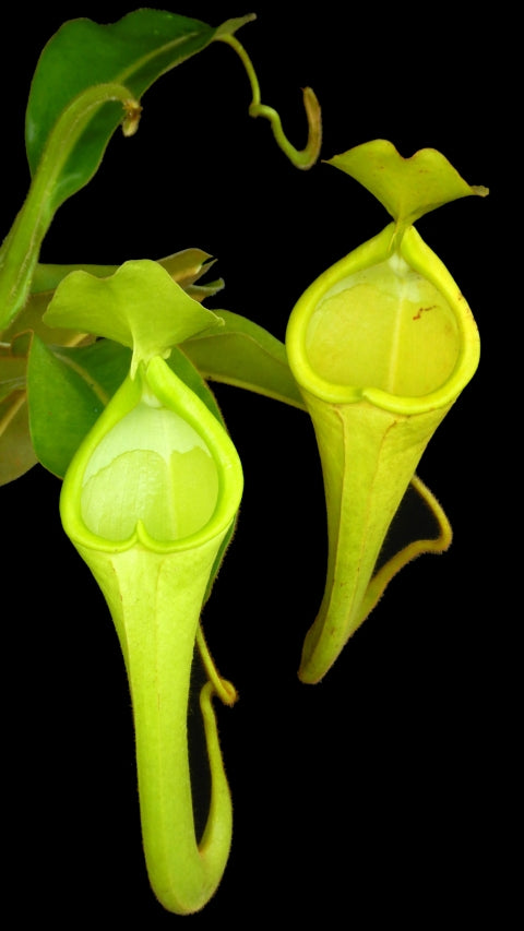 N. chaniana - assorted clones: BE-3673 *Pre-Order*
