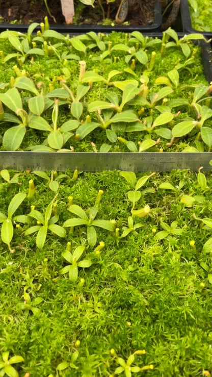 N. chaniana - assorted clones: BE-3673 *Pre-Order*