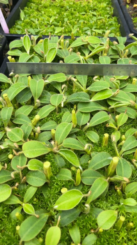 N. chaniana - assorted clones: BE-3673 *Pre-Order*