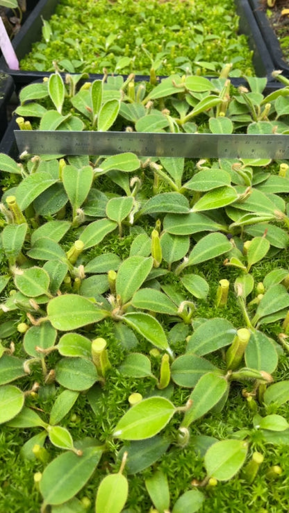 N. chaniana - assorted clones: BE-3673 *Pre-Order*