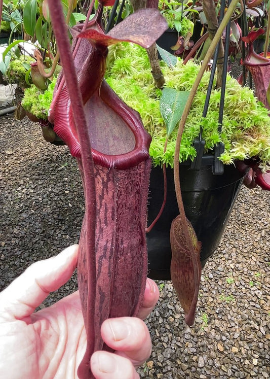 N. boschiana x mira - assorted clones: BE-3675