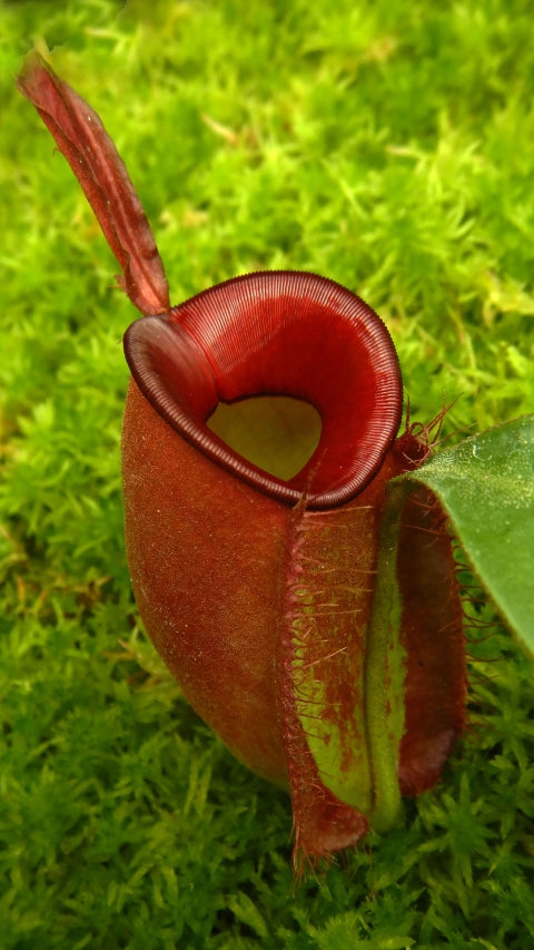 N. ampullaria - Brunei red - selected clone: BE-3681