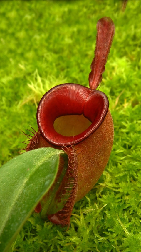 N. ampullaria - Brunei red - selected clone: BE-3681 *Pre-Order*