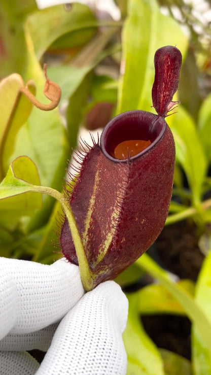 N. ampullaria - Brunei red - selected clone: BE-3681 *Pre-Order*