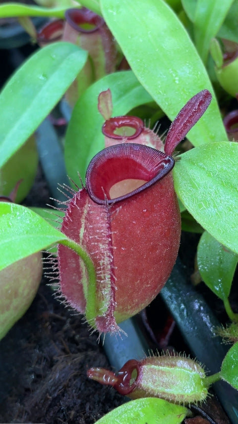 N. ampullaria - Brunei red - selected clone: BE-3681 *Pre-Order*